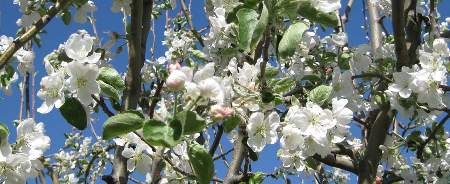 Apple Trees are easy to grow in our region.  Our favorite apple trees we have are Gala, Honey Crisp and Granny Smith